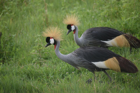 7 Tage Komfort-Mittelklasse-Safari 3 Nächte Serengeti