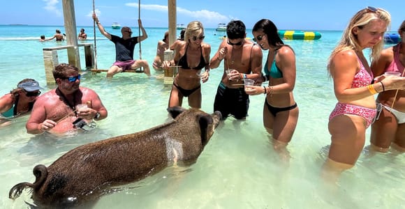 Nassau: Pigs, Snorkel, Turtles, Lunch, Private Beach Club