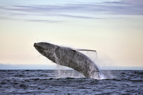Húsavík: Original Big Whale Safari & Puffins by Speedboat