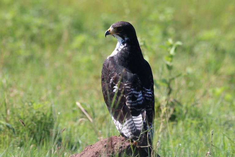 3 Days - Lake Manyara, Ngorongoro Crater and Tarangire