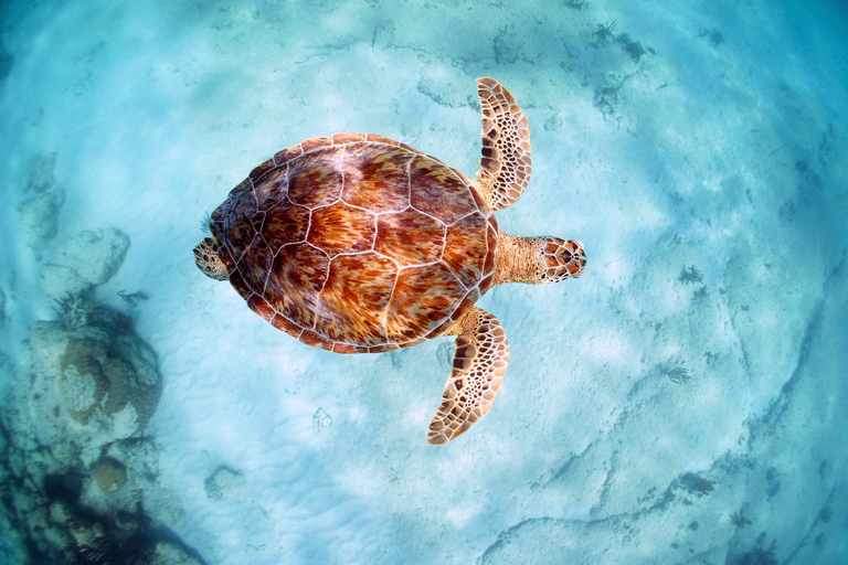 Akumal Reef & Turtle Swim Single Tour