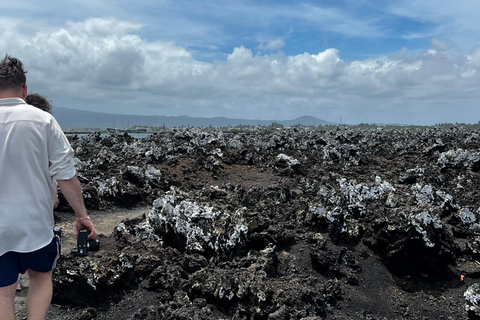 Isabela: Full Day with Penguins, Flamingos, Turtles, and Blue Sharks