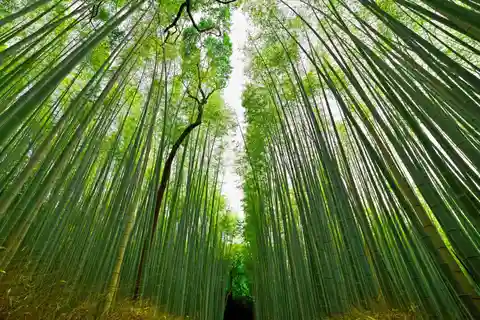 Tour privato di Kyoto Ovest con un abitante del luogo