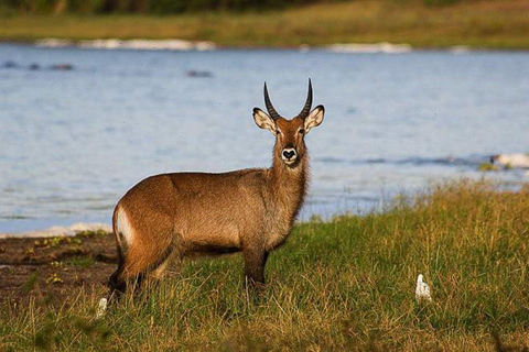 From Kigali: 2-Day Akagera National Park Safari