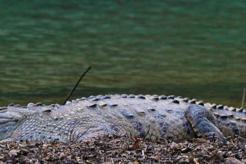 Uvita: Corcovado Rainforest & Wildlife Adventure