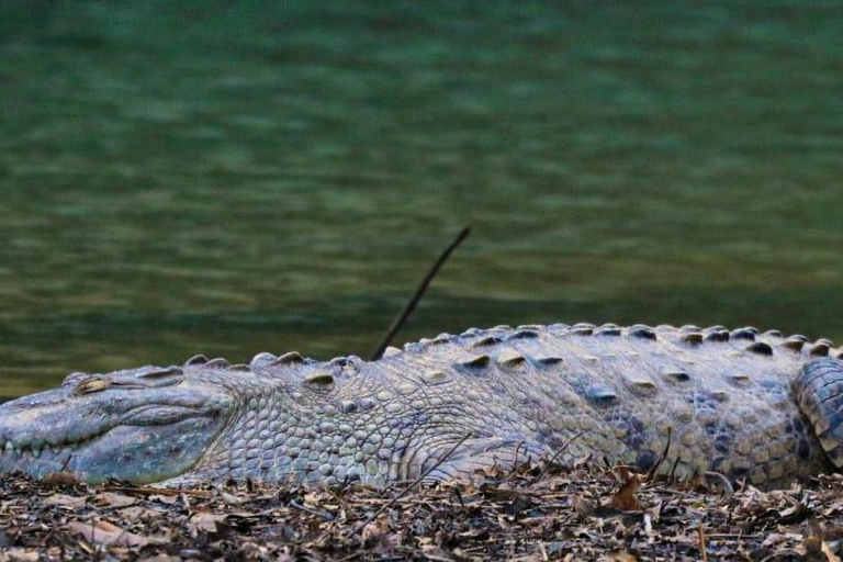 Uvita: Corcovado Rainforest & Wildlife Adventure