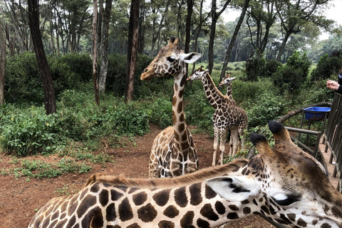 Meio dia Elefantes bebés, centro de girafas e fábrica de missangasMeio dia com bebês elefantes, centro de girafas e fábrica de miçangas