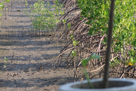 Bagek Kembar: Mangrove & Stingless Beekeeping Experience