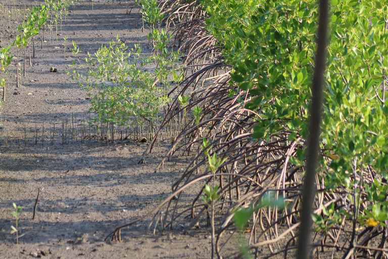 Bagek Kembar: Mangrove & Stingless Beekeeping Experience