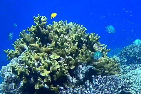 El Nido, Sibaltan: Snorkeling particular e tour pelas ilhas secretasEl Nido, Sibaltan: Tour particular com snorkeling e ilhas secretas