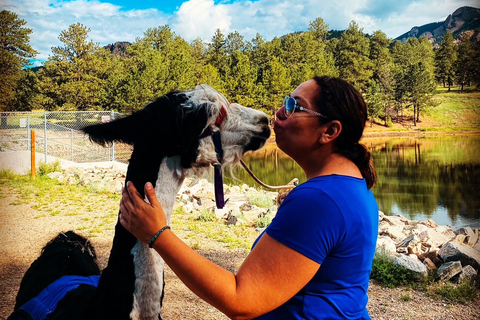 Denver: Llama Lunch in the Rocky Mountains