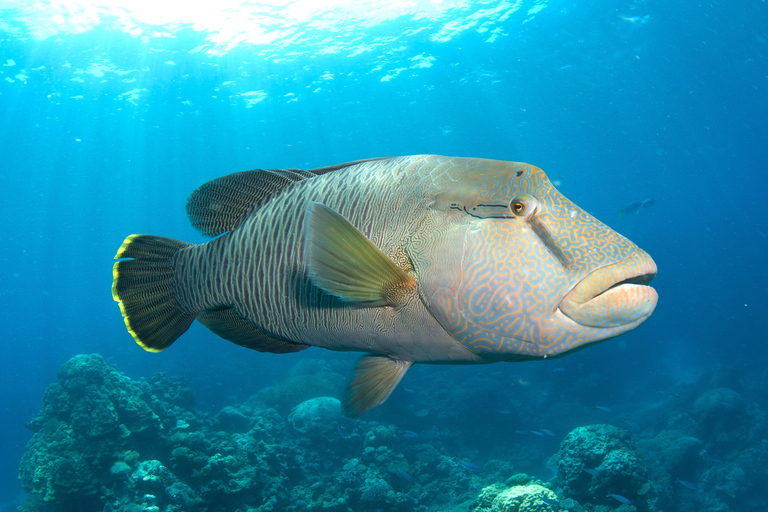 Cairns Great Barrier Reef: Snorkel Day Trip Snorkelling Trip