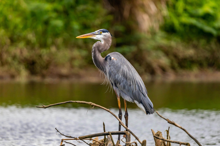 Visit Muthurajawela Wetlands Scenic Boat Ride & Birdwatching