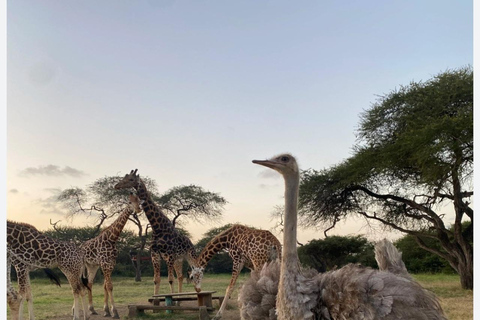 Nguuni Nature Sanctuary & Tamarind Dhow Dinner Cruise