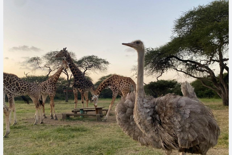 Nguuni Nature Sanctuary & Tamarind Dhow Dinner Cruise