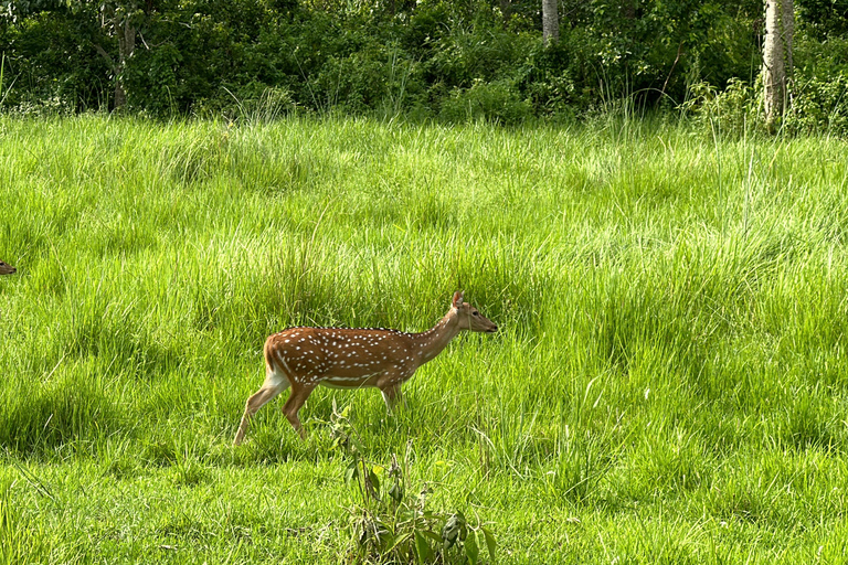 From Kathmandu to Chitwan: Jungle Safari + Meals &amp; Transport