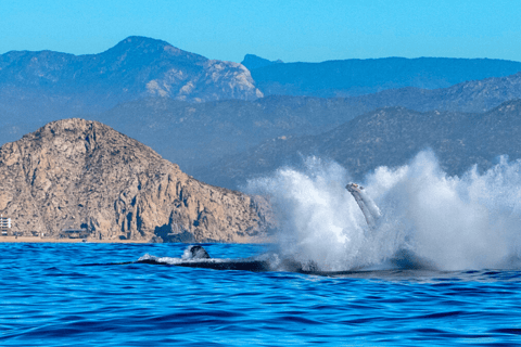 Los Cabos: Avistamiento de ballenas en barco con fondo de cristal