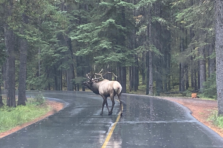 Canmore/Banff: Esplora Banff e la fauna selvatica