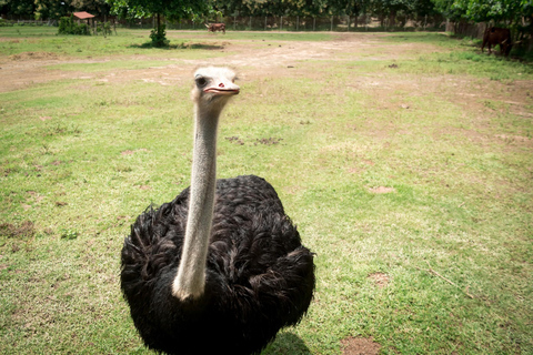 Wild Day: Animals & Adventure Safari from San Jose