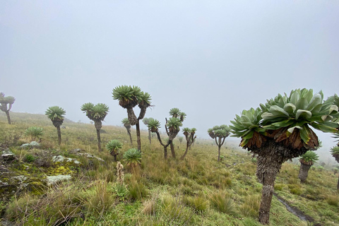 Haz senderismo por los encantadores Siete Estanques de los AberdaresRecogida en Naivasha