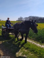 MENTHEVILLE , Horse cariage ride in coutryside - Housity