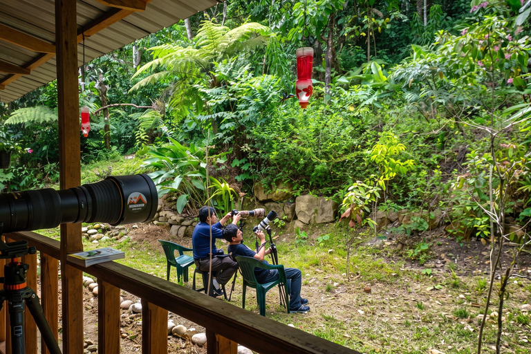 From Cusco: 4-Day Manu Cloud Forest Birdwatching Tour