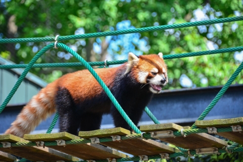 From Sapporo:Famous Asahiyama Zoo, Biei, Furano Forest