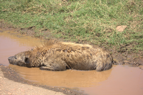 Nairobi: Sunrise Wildlife Safari with Hotel Pickup