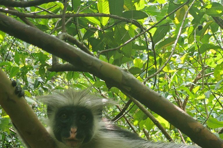 Zanzibar: Jozani Forest, Spice Farm and Stone Town City Tour Private tour no hotel pick-up and drop-off included