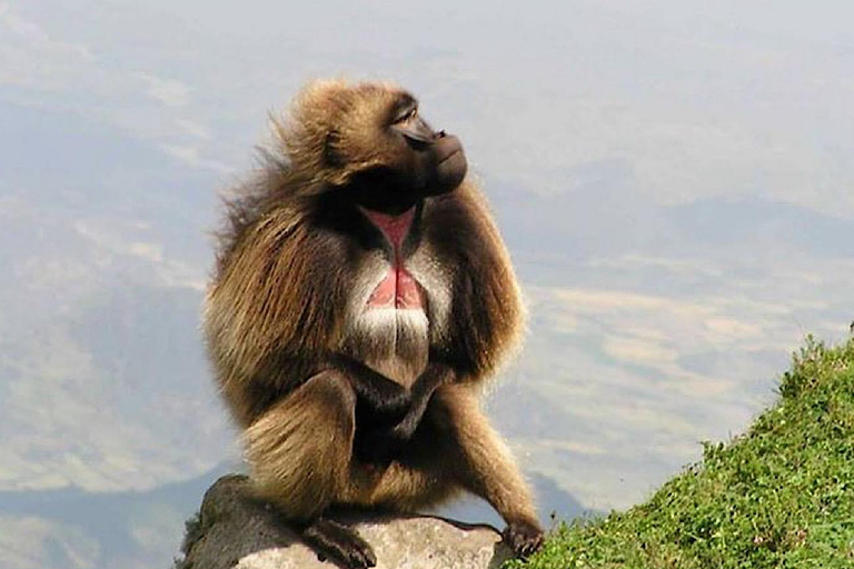 Addis Ababa: Debre Libanos Monastery & Gorge Day Trip
