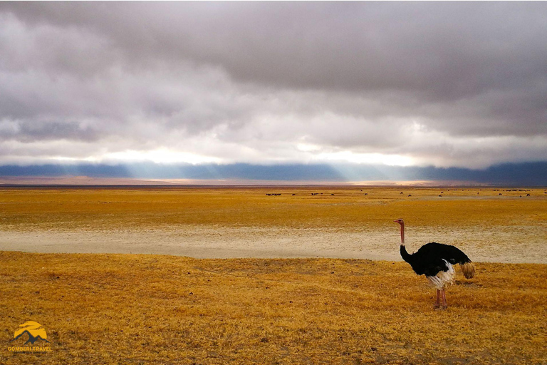 3-Day Wildlife Wonder! Tarangire, Lake Manyara & Ngorongoro.