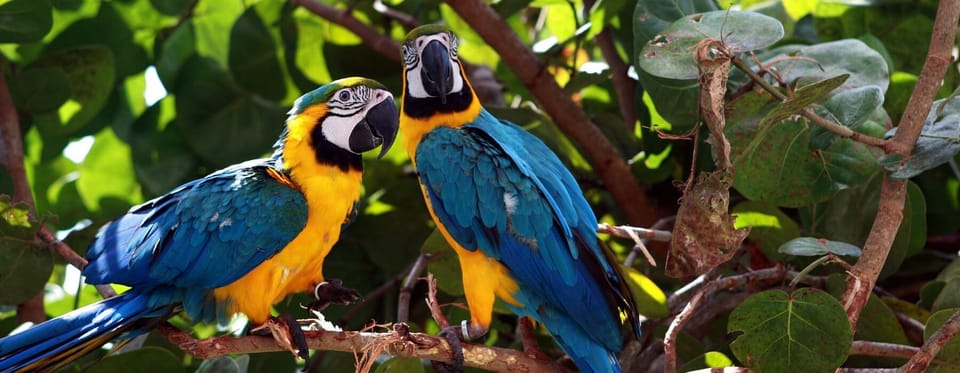 Collpa Guacamayo Excursión 2D | Atardecer en la selva | | GetYourGuide