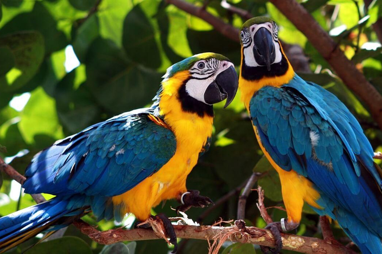 3DAYS|| Luxury Expedition to the Chuncho Macaw Clay Lick