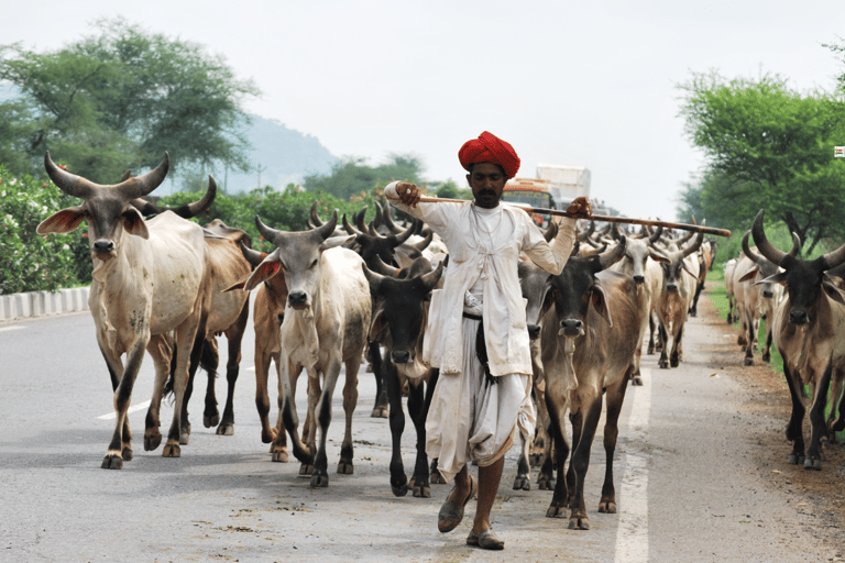 4-dagars privat lyxig Golden Triangle Tour Agra Jaipur DelhiMed 4-stjärniga hotell