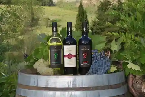 Peccioli: Wine tasting experience