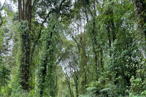 Moshi/Arusha: Kilimanjaro Day Trek~Lemosho, Marangu, Machame Arusha : Machame route day hike