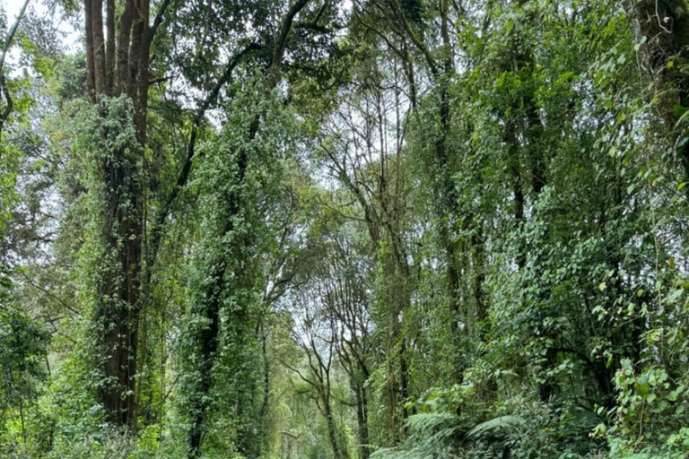 Moshi/Arusha: Kilimanjaro Day Trek~Lemosho, Marangu, Machame Arusha : Machame route day hike
