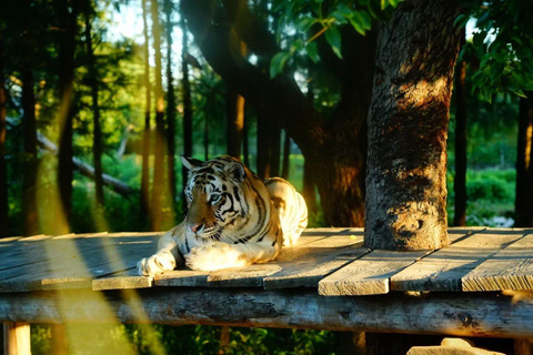 Shanghai Wild Animal Park: Safari Adventure Entry Pass Shanghai Wild Animal Park Full-Day Ticket