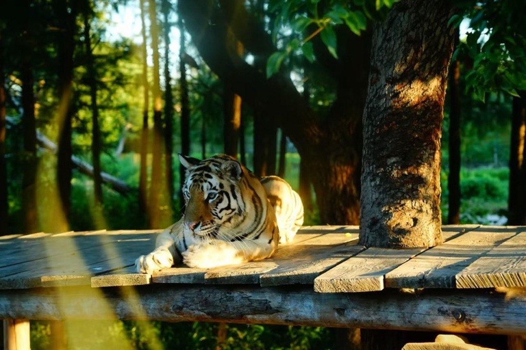 Shanghai Wild Animal Park: Safari Adventure Entry Pass Shanghai Wild Animal Park Full-Day Ticket