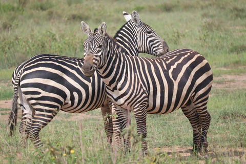 Halbtägige Pirschfahrt im Nairobi National Park mit Abholung