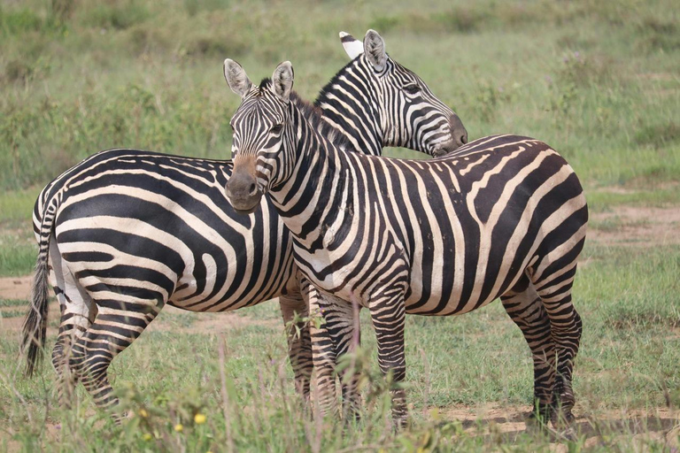 Meio dia de safari no Parque Nacional de Nairobi com serviço de busca