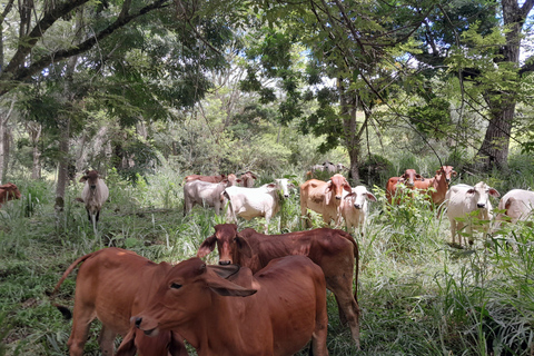 Magical Jericó Tour and BBQ at a Private Estate Magical Jericho Tour and BBQ at a Private Estate