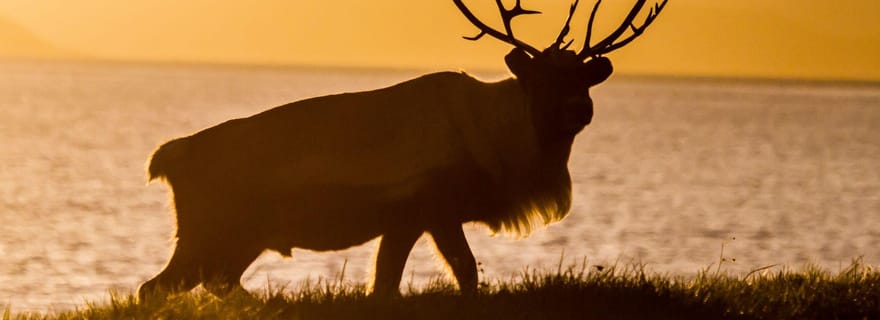 Tromsø : visite du fjord en minibus jusqu'à Sommarøy, avec soupe de poisson