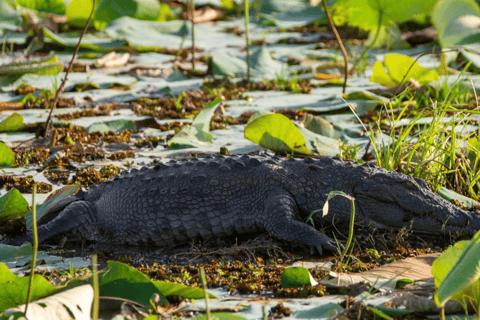 Anuradhapura: Wilpattu Safari, Kalu Diya Pokuna & Mihintale Stranded Budget Package