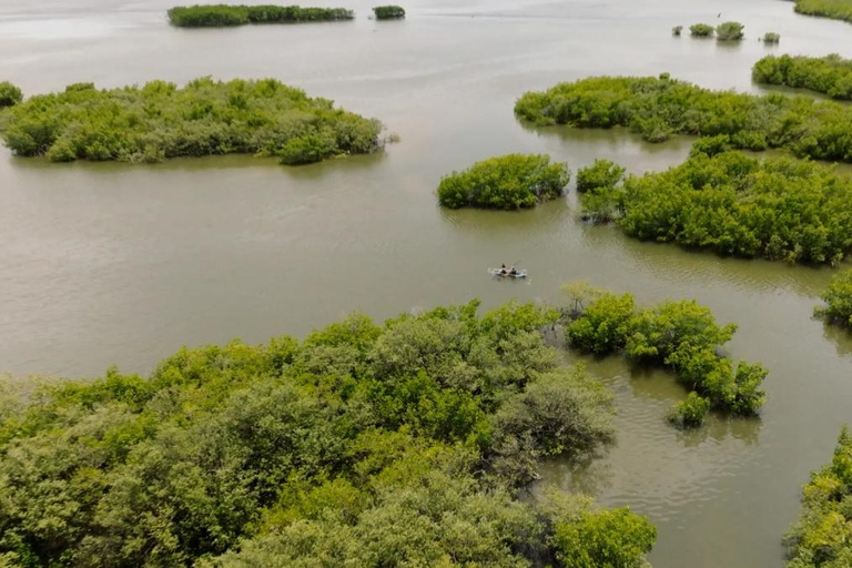 New Smyrna Beach: Guided Clear Kayak Tour with Wildlife