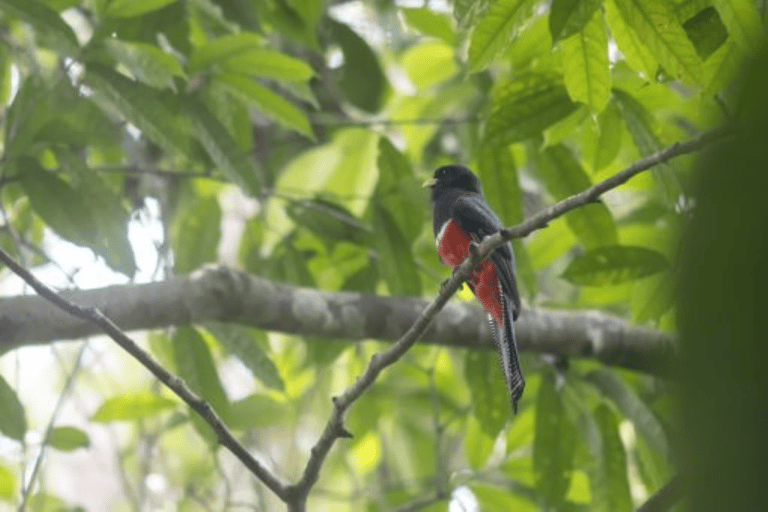 San Cristobal: 4 Days Nature Tour in the Lacandon JungleIn a cabin within the jungle with a shared bathroom