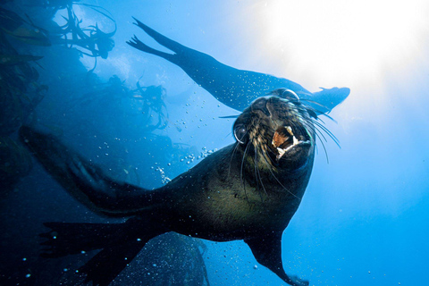 Cidade do Cabo; Mergulho com SCUBA na Kelp Forest