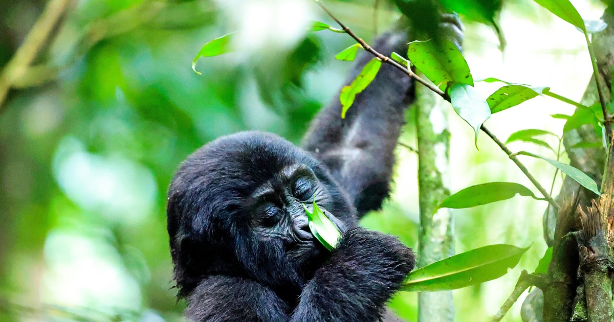 Rwanda: Gorilla Trekking and Village Walk with Ellen Campus | GetYourGuide