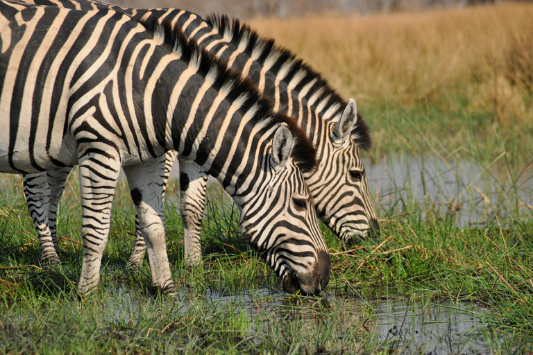 5 Day Tanzania Best Safari Idea