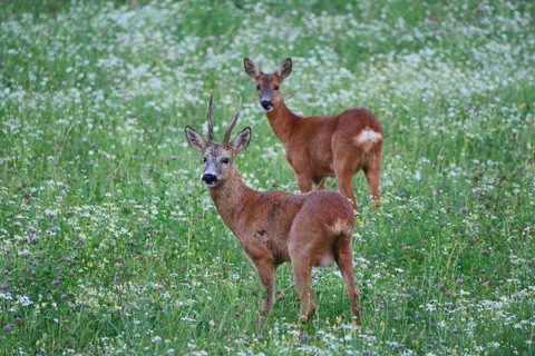 Stockholm: Vildmarkssafari på kvällen med midsommarmåltid